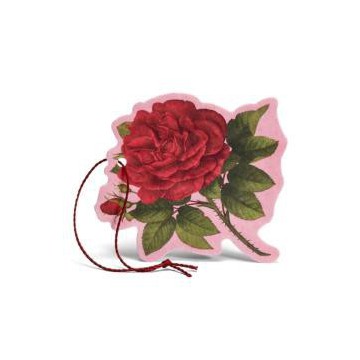 Rosa Purpurea Flor...