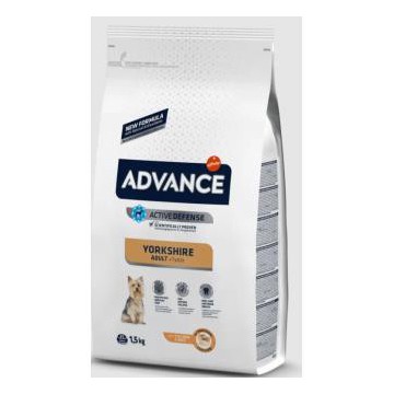 Advance Yorkshire Terrier...