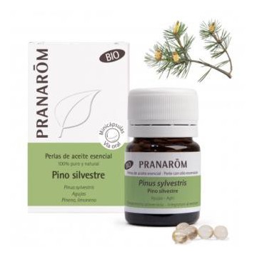 Pino Silvestre Agujas...