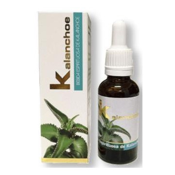 Kalanchoe 30Ml.