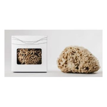 Mar Mediterraneo Esponja...