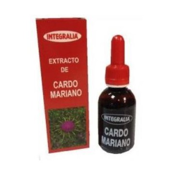 Cardo Mariano Concentrado...