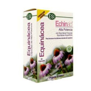 Echinaid 60Cap.
